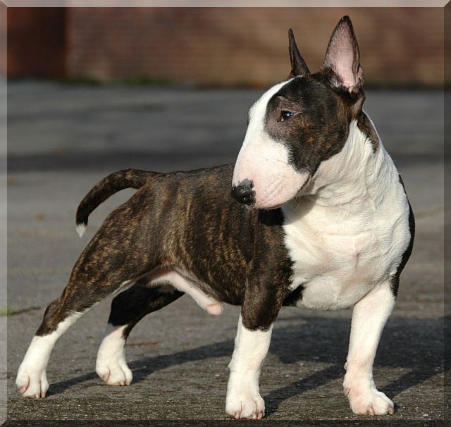 Mini Bull Terrier. I want her!!! Creatures I Pinterest