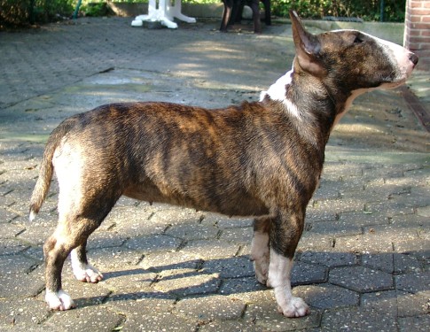 Asheara von der Boerde