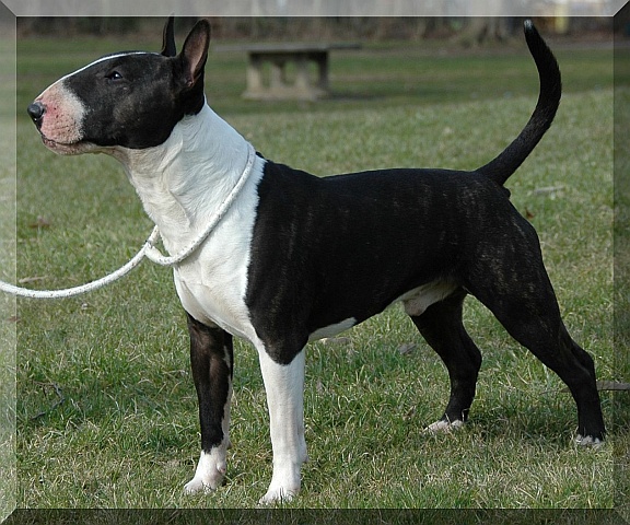 Bulliebompa's Carbon Type