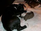 Gusto at 3 month, care for A-Litter Puppies