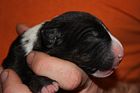 Bartuc - 4 Tage alt
